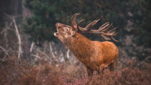 Veluwe-kamperen-Nederland